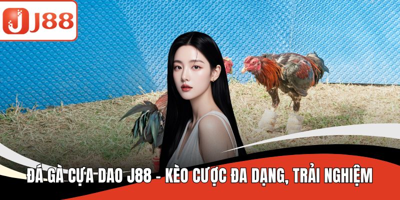 Đá gà cựa dao