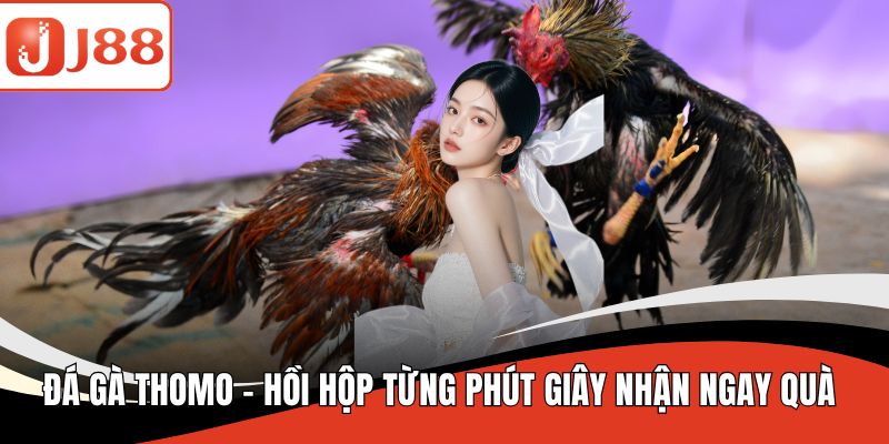 Đá gà Thomo