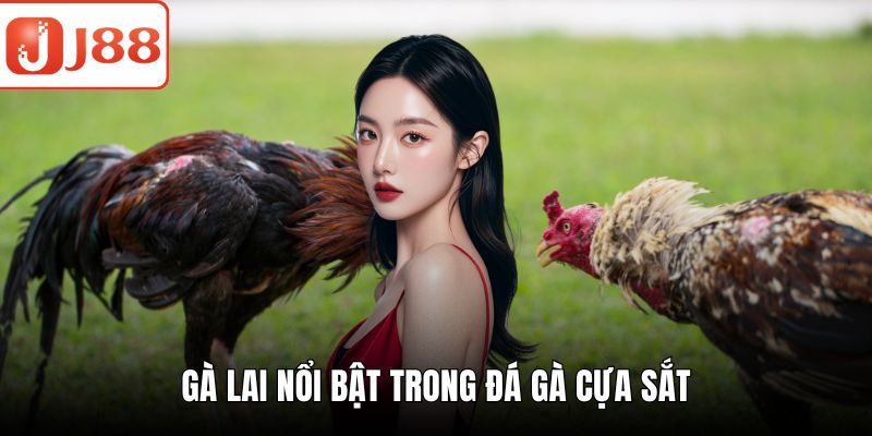Đá Gà Cựa Sắt – Trận Đấu Kịch Tính Nhiều Phần Thưởng Hấp Dẫn Gà lai nổi bật trong đá gà cựa sắt