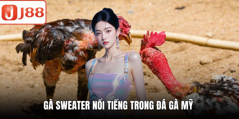 Đá Gà Mỹ – Trải Nghiệm Đấu Trường Đỉnh Cao Đầy Kịch Tính Gà Sweater nổi tiếng trong đá gà mỹ